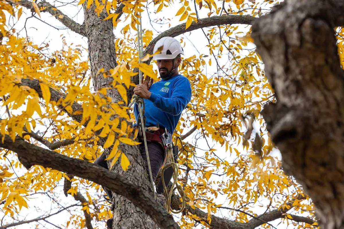 Skilled Tree Planing crew working in Waverly